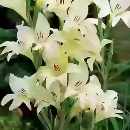 Covillii Albus